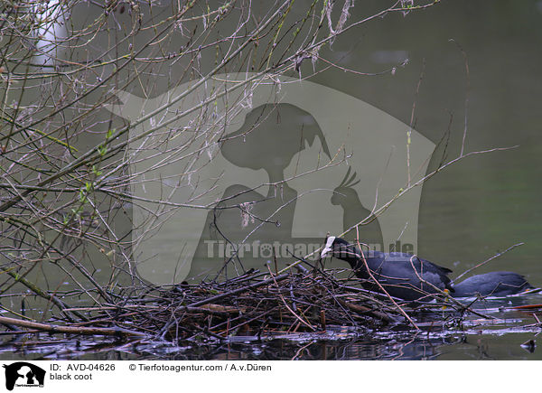 Blsshuhn / black coot / AVD-04626