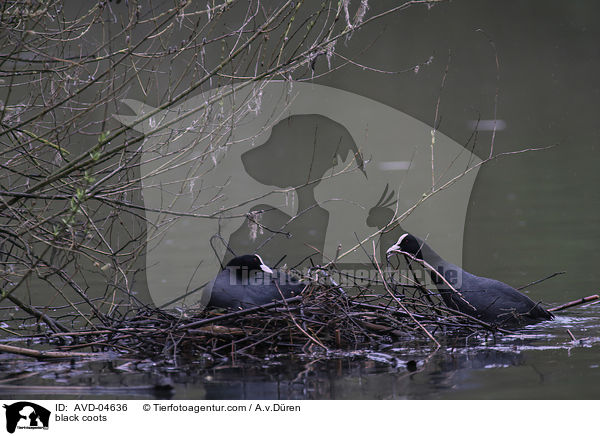 Blsshhner / black coots / AVD-04636