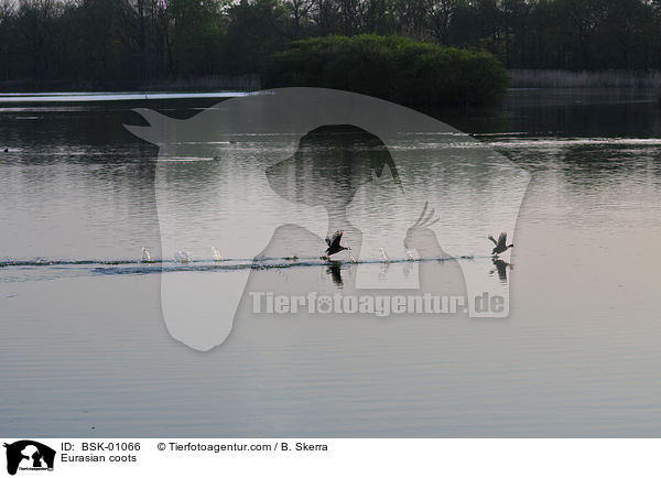 Blsshhner / Eurasian coots / BSK-01066