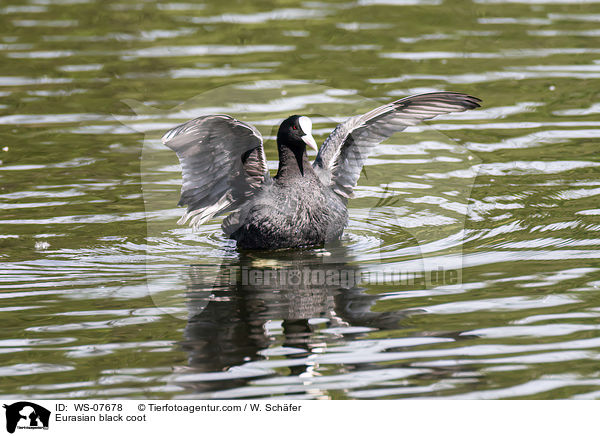 Blsshuhn / Eurasian black coot / WS-07678