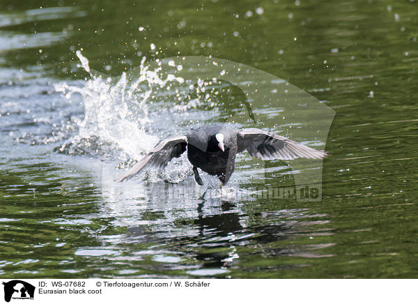 Blsshuhn / Eurasian black coot / WS-07682