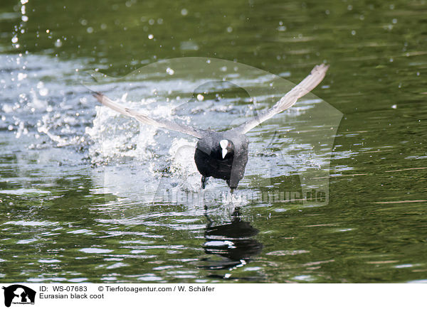 Blsshuhn / Eurasian black coot / WS-07683