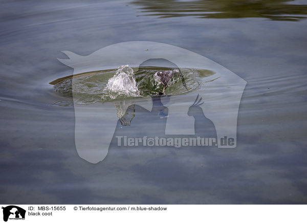 Blsshuhn / black coot / MBS-15655