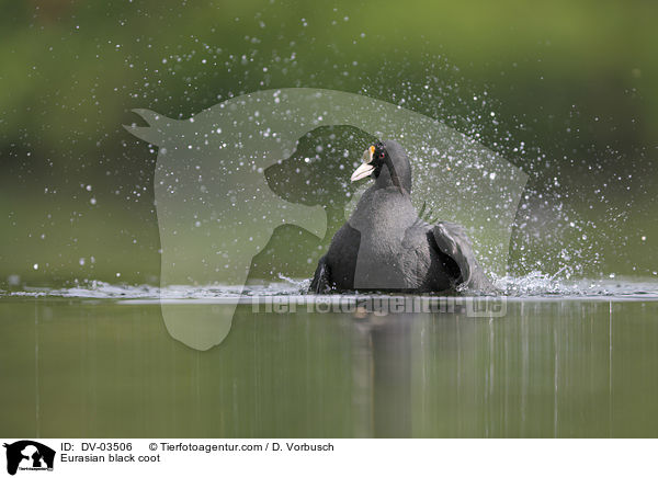 Blsshuhn / Eurasian black coot / DV-03506