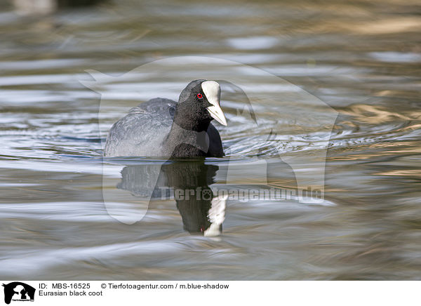 Blsshuhn / Eurasian black coot / MBS-16525