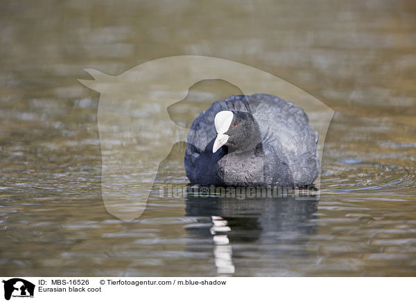 Blsshuhn / Eurasian black coot / MBS-16526