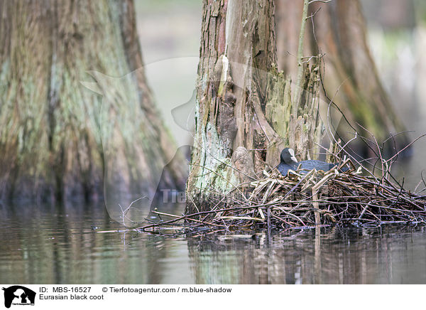 Blsshuhn / Eurasian black coot / MBS-16527