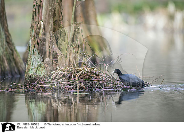 Blsshuhn / Eurasian black coot / MBS-16528