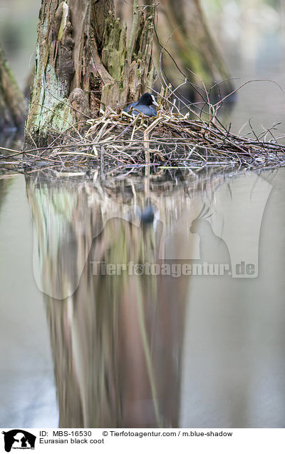 Blsshuhn / Eurasian black coot / MBS-16530