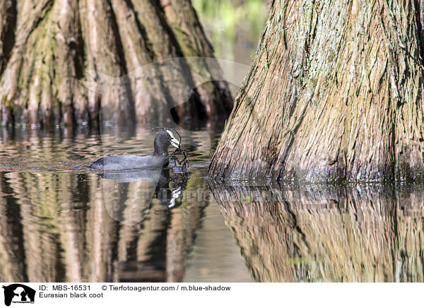 Blsshuhn / Eurasian black coot / MBS-16531
