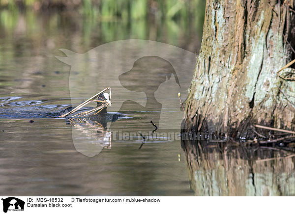 Blsshuhn / Eurasian black coot / MBS-16532