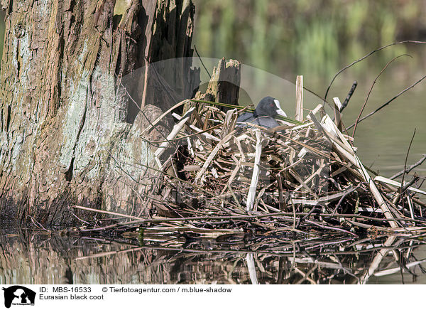 Blsshuhn / Eurasian black coot / MBS-16533