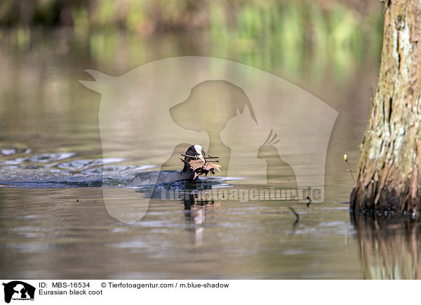 Blsshuhn / Eurasian black coot / MBS-16534