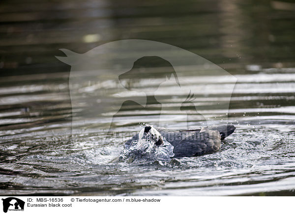 Blsshuhn / Eurasian black coot / MBS-16536