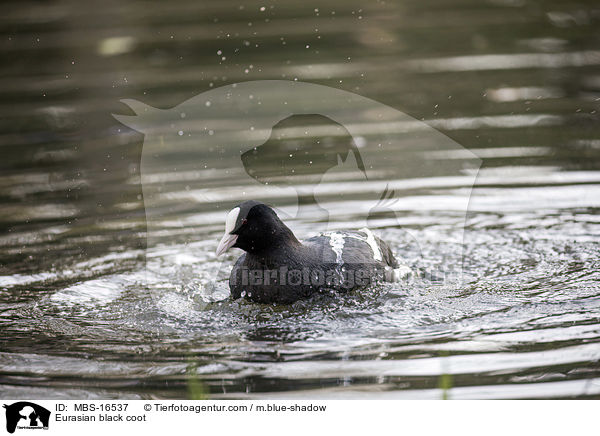 Blsshuhn / Eurasian black coot / MBS-16537