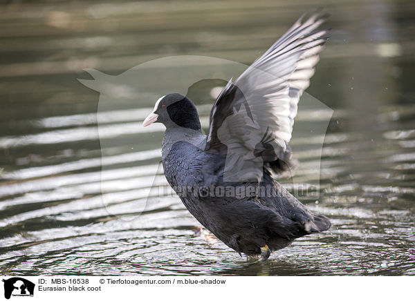 Blsshuhn / Eurasian black coot / MBS-16538