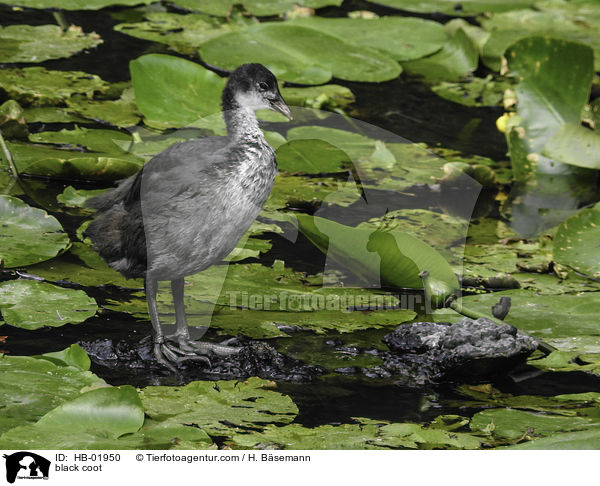 Blsshuhn / black coot / HB-01950