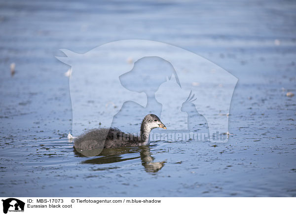 Blsshuhn / Eurasian black coot / MBS-17073