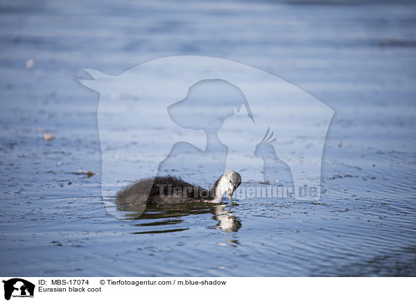 Blsshuhn / Eurasian black coot / MBS-17074