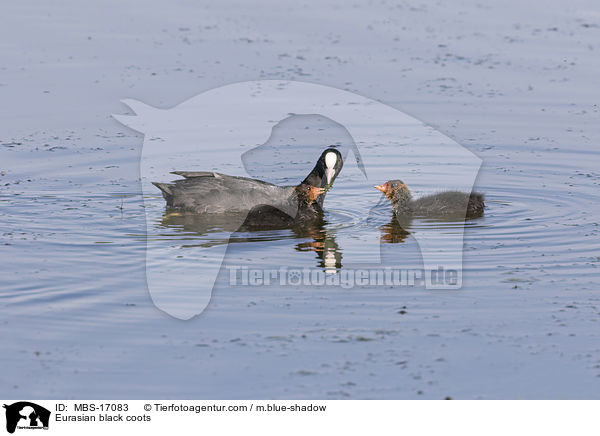 Blsshhner / Eurasian black coots / MBS-17083