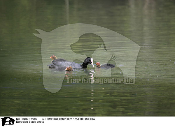 Blsshhner / Eurasian black coots / MBS-17087