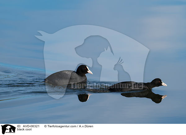 Blsshhner / black coot / AVD-06321