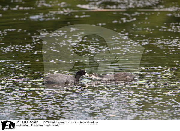 schwimmende Blsshhner / swimming Eurasian black coots / MBS-20986