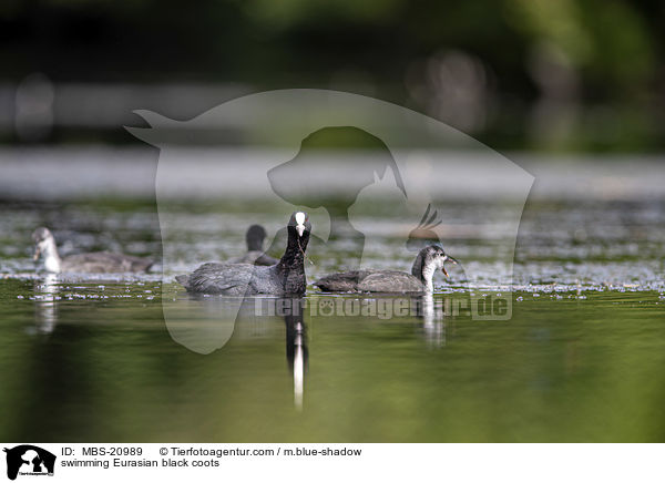 schwimmende Blsshhner / swimming Eurasian black coots / MBS-20989