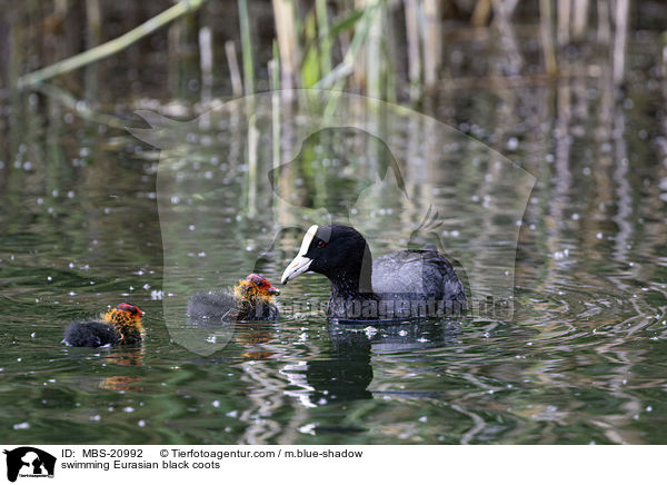 schwimmende Blsshhner / swimming Eurasian black coots / MBS-20992