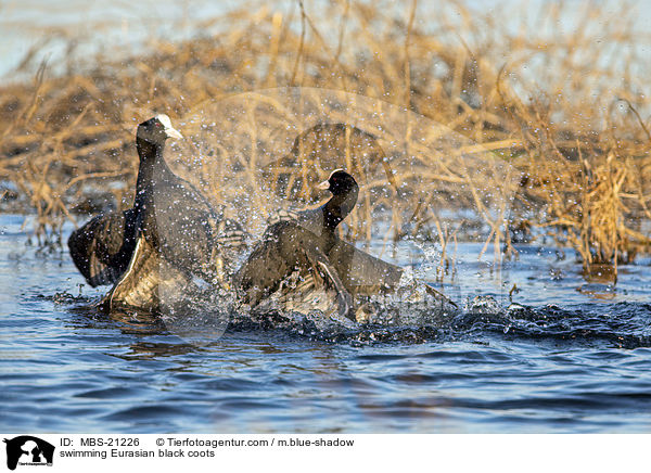 schwimmende Blsshhner / swimming Eurasian black coots / MBS-21226