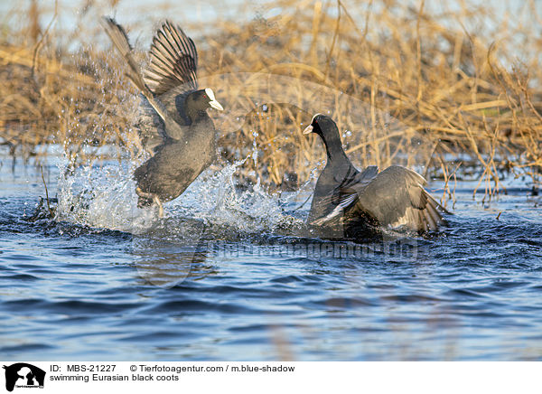 schwimmende Blsshhner / swimming Eurasian black coots / MBS-21227