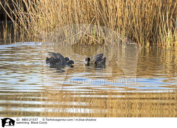 schwimmende Blsshhner / swimming  Black Coots / MBS-21537