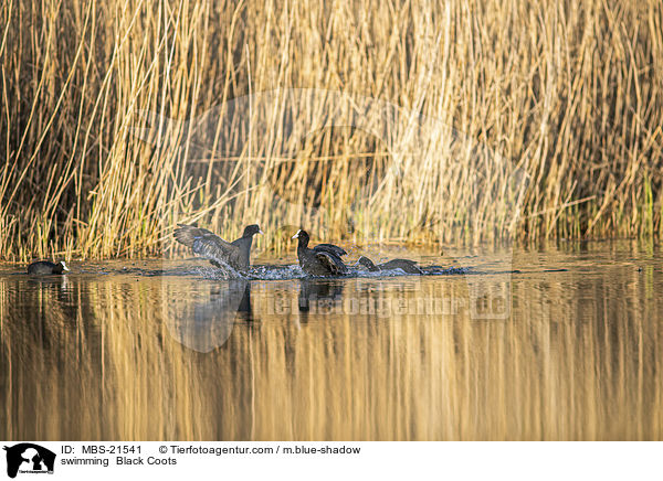 schwimmende Blsshhner / swimming  Black Coots / MBS-21541