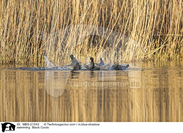schwimmende Blsshhner / swimming  Black Coots / MBS-21542