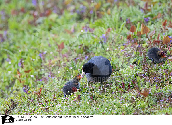 Blsshhner / Black Coots / MBS-22875