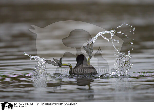 Blsshuhn / black coot / AVD-06742