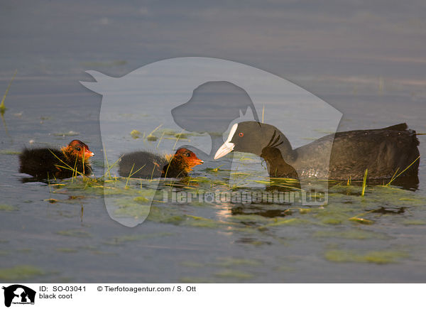 Blsshhner / black coot / SO-03041