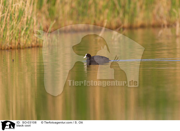 Blsshuhn / black coot / SO-03108