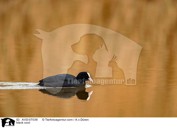 Blsshuhn / black coot / AVD-07036