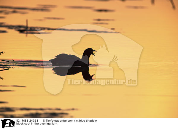 Blsshuhn im Abendlicht / black coot in the evening light / MBS-24333