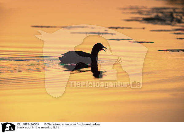 Blsshuhn im Abendlicht / black coot in the evening light / MBS-24334