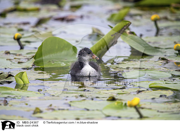 Blsshuhn Kken / black coot chick / MBS-24367