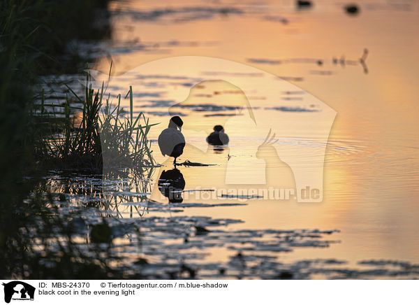 Blsshuhn im Abendlicht / black coot in the evening light / MBS-24370
