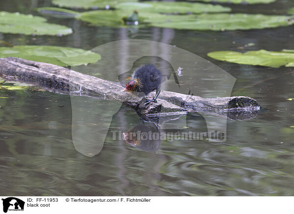 Blsshuhn / black coot / FF-11953
