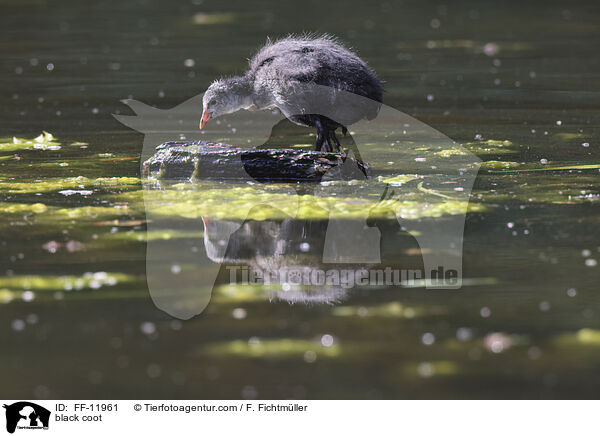 Blsshuhn / black coot / FF-11961