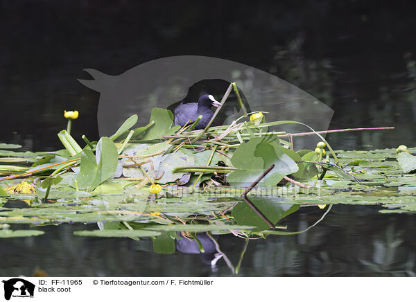 Blsshuhn / black coot / FF-11965