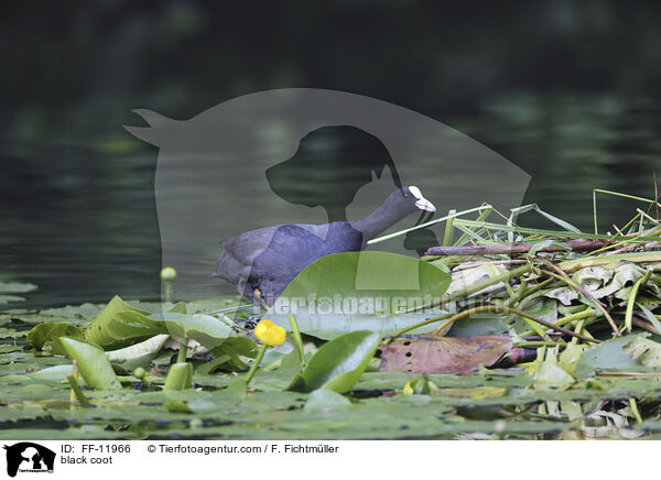 Blsshuhn / black coot / FF-11966