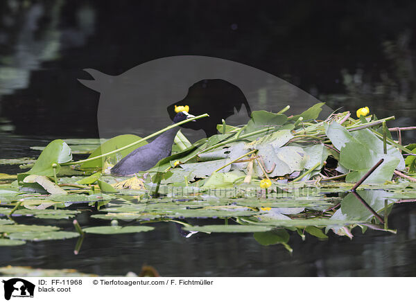 Blsshuhn / black coot / FF-11968