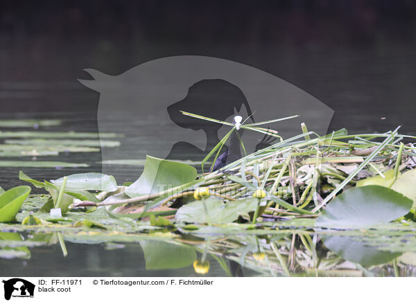Blsshuhn / black coot / FF-11971