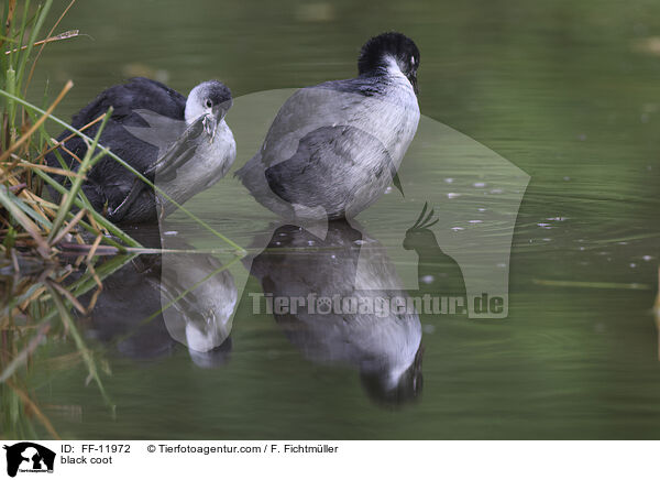 Blsshuhn / black coot / FF-11972